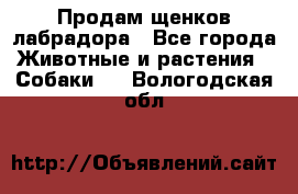 Продам щенков лабрадора - Все города Животные и растения » Собаки   . Вологодская обл.
